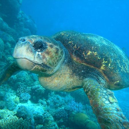 South Pacific Bed & Breakfast Clifton Beach Bagian luar foto